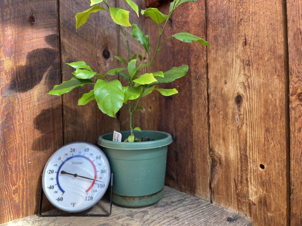 Happy little lemon tree