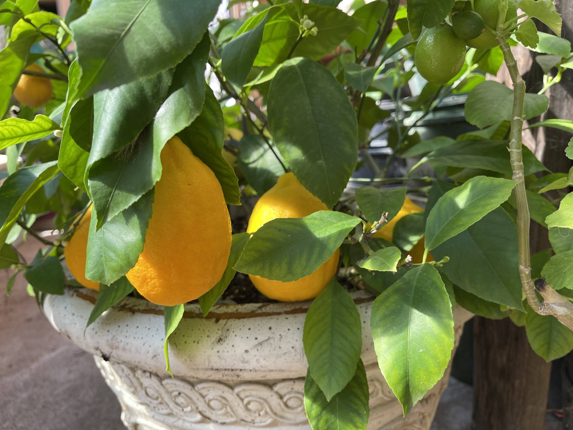 Meyer lemon with fruit