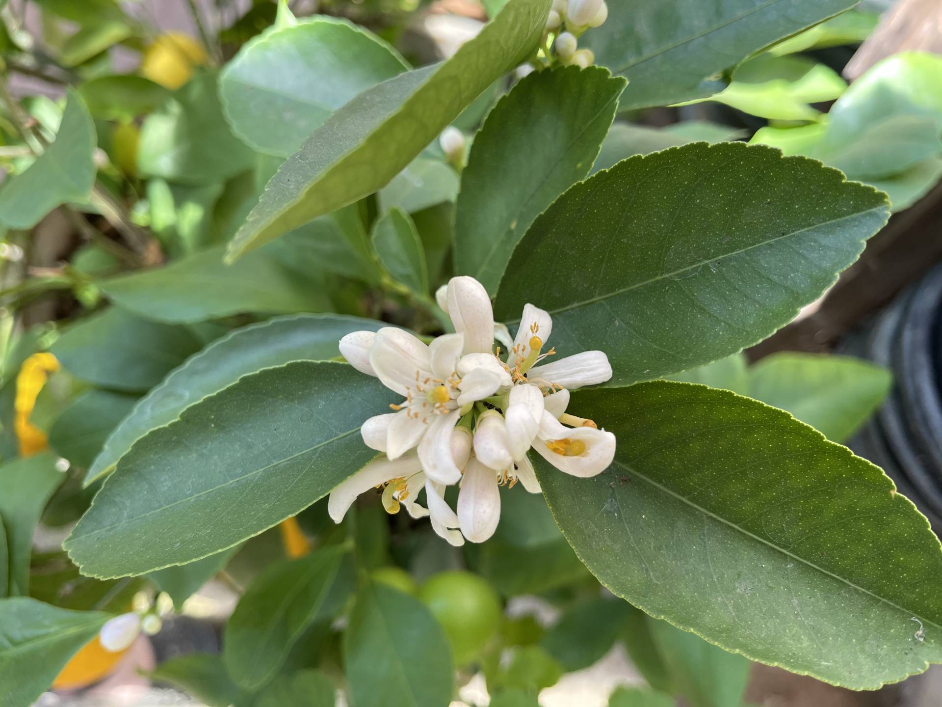 Meyer lemon tree in bloom