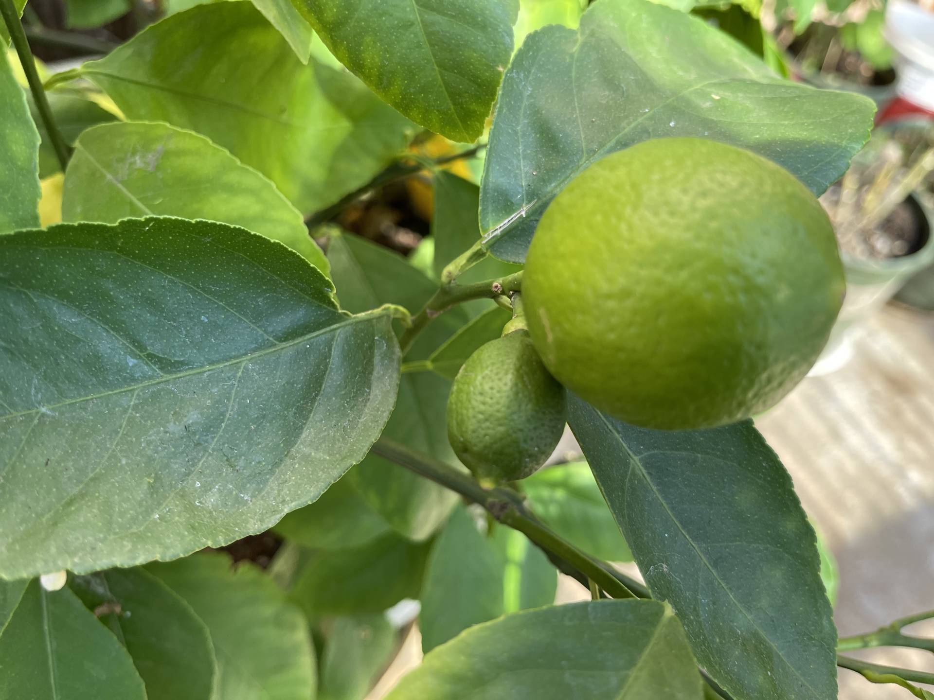 green lemons