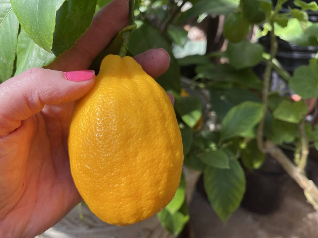 Meyer lemon on tree