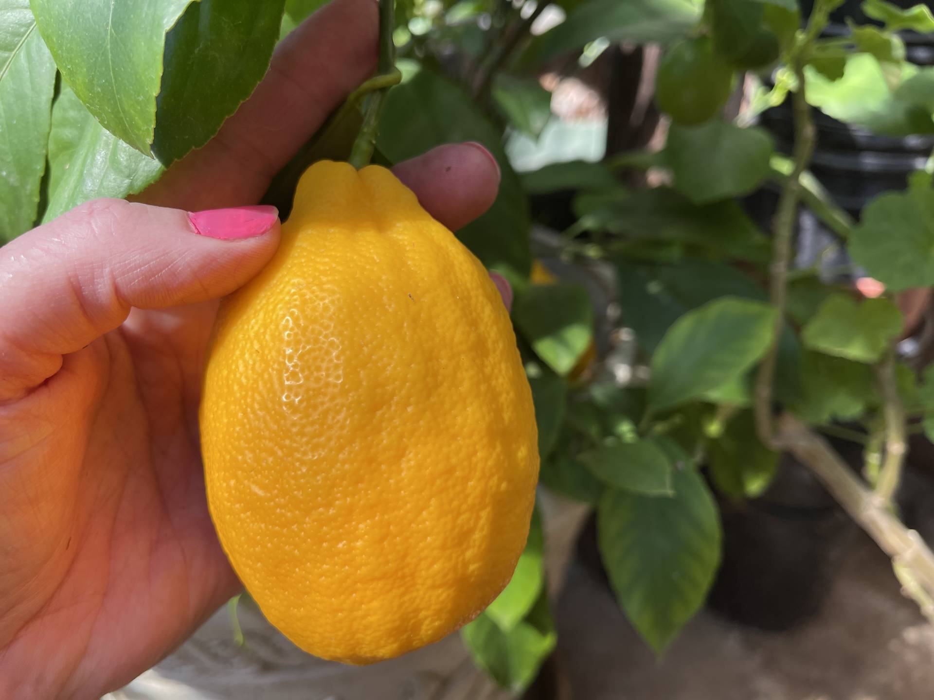 Meyer lemon on tree