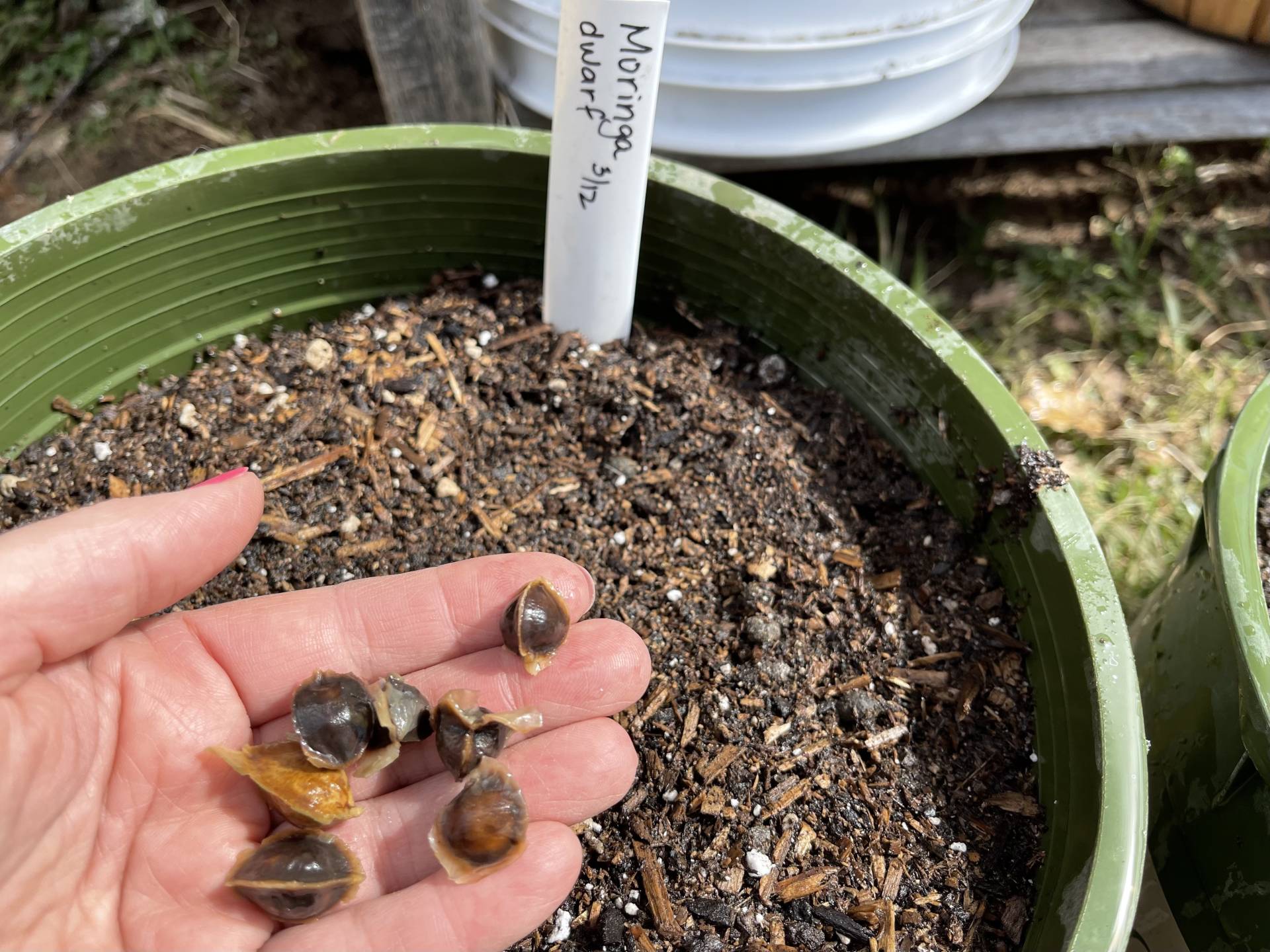 Soaked moringa seeds for planting