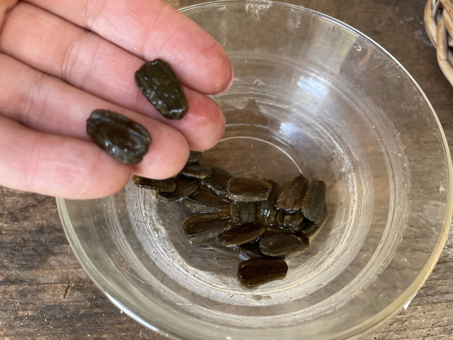 soaked Mayo Bule gourd seeds