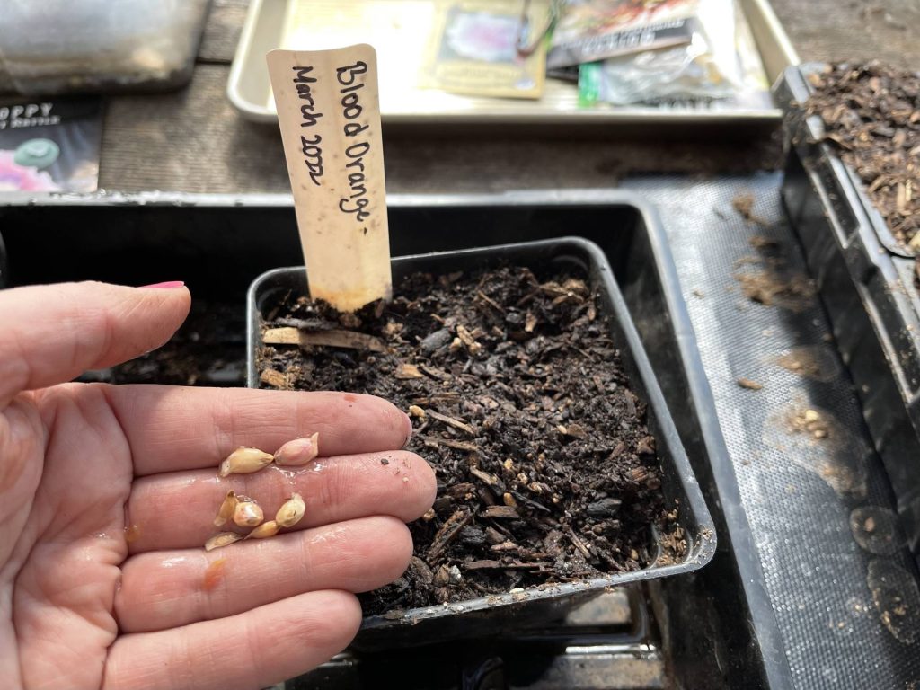 Planting blood orange seeds