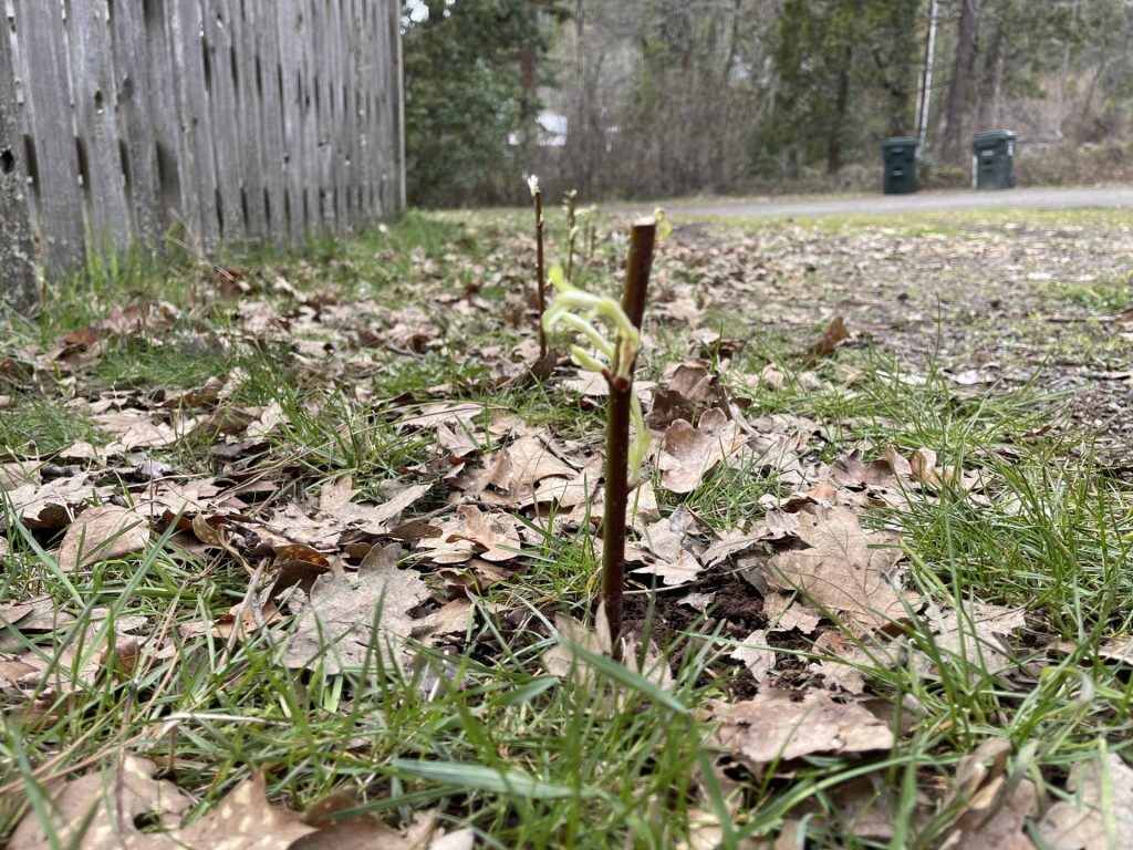 Rooted pussywillow cuttings