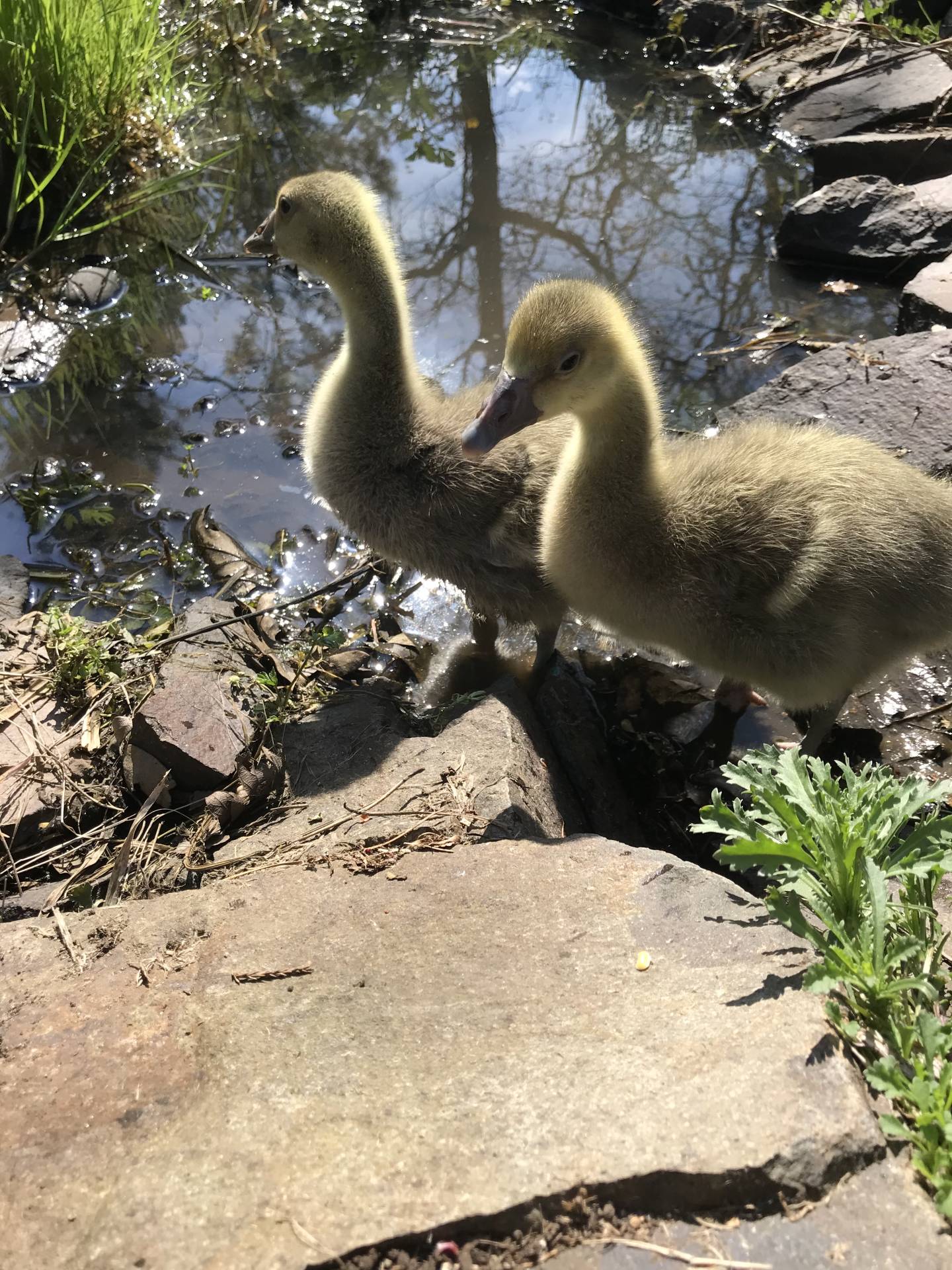 Goslings on pond