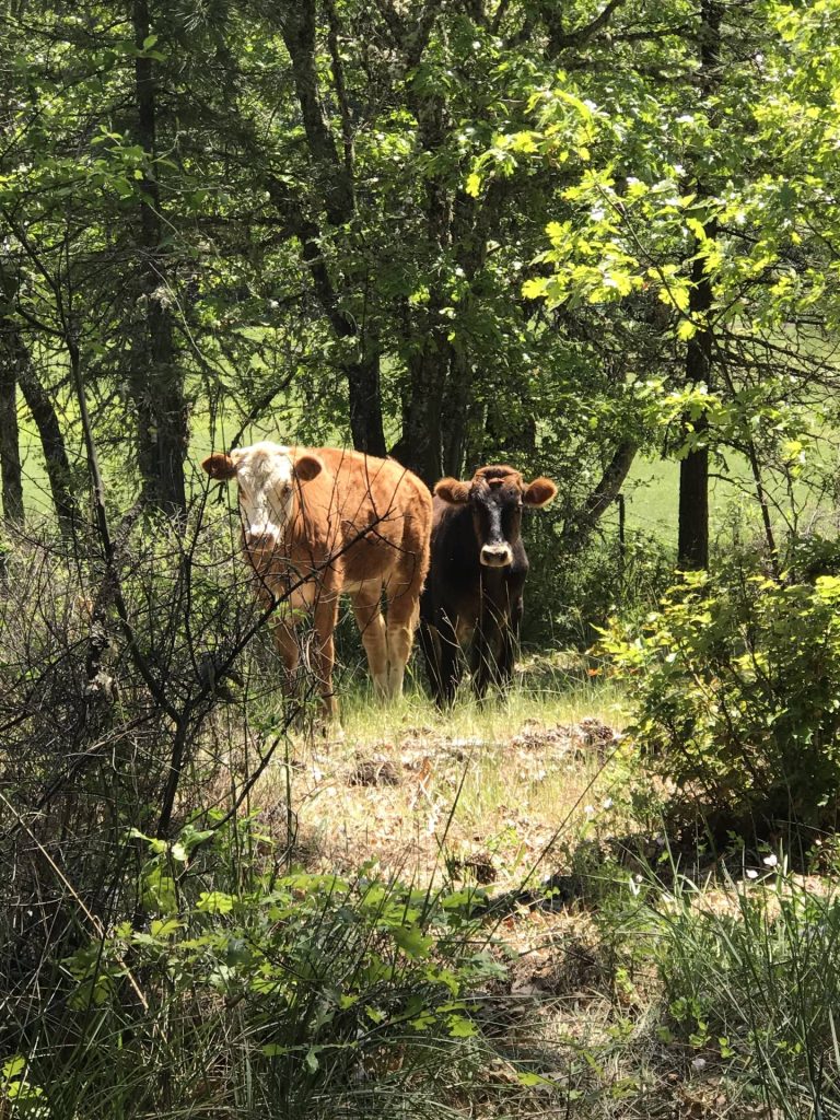 a cow and a steer