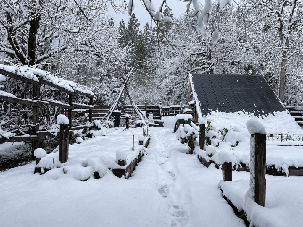 snowy homestead garden in April