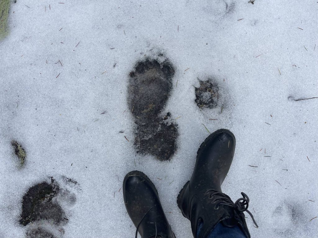 bear tracks