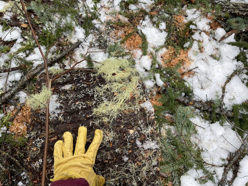 Michele rolls log rounds