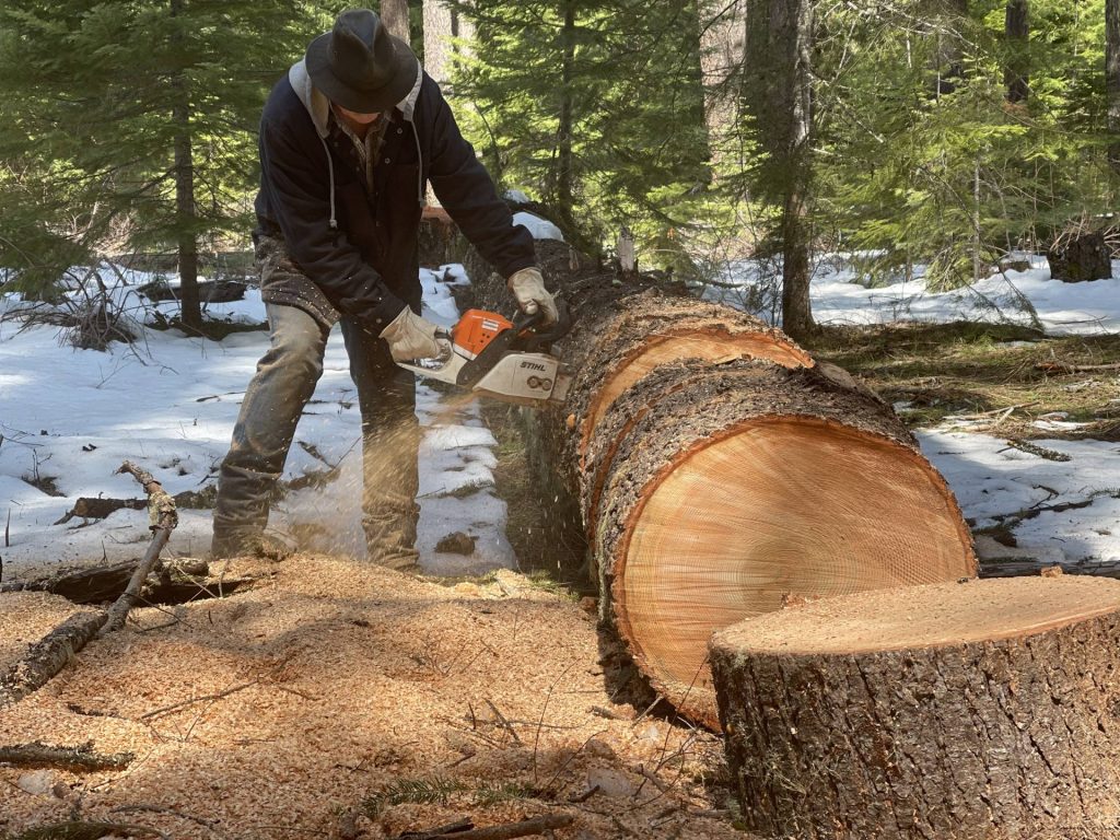 Sam cuts a dead Douglas fir tree in rounds.