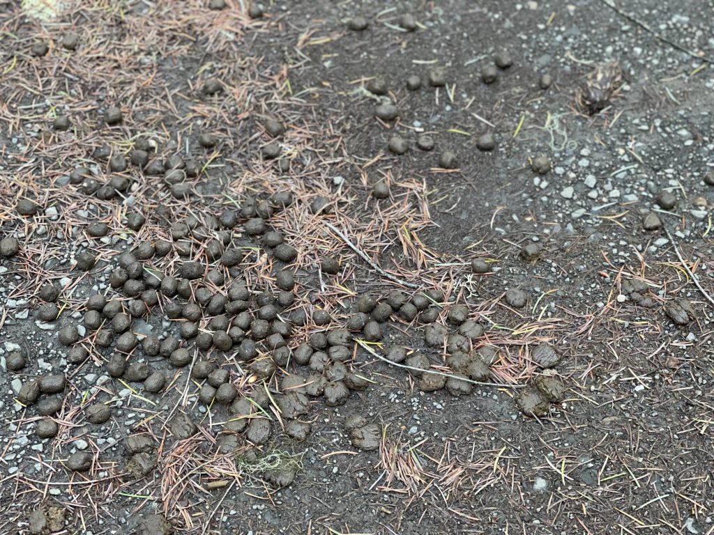 elk scat