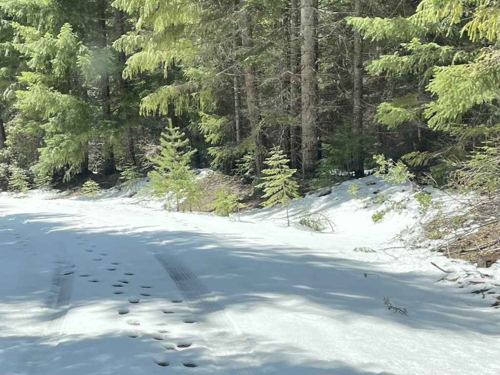 meandering bear tracks