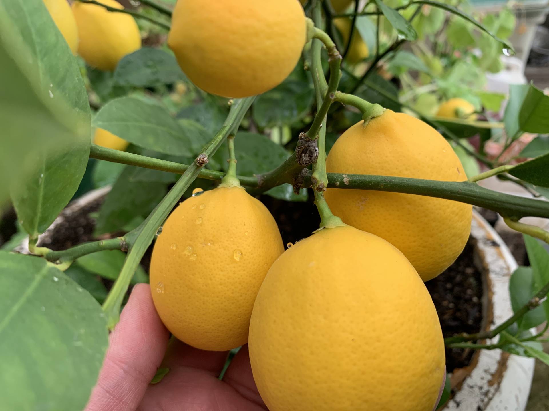 picking lemons