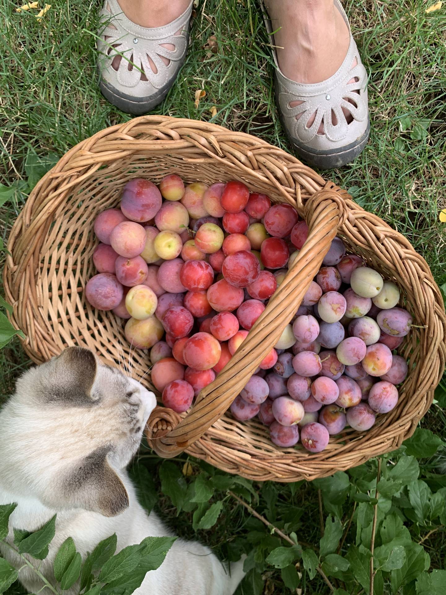 Jasper and plum basket