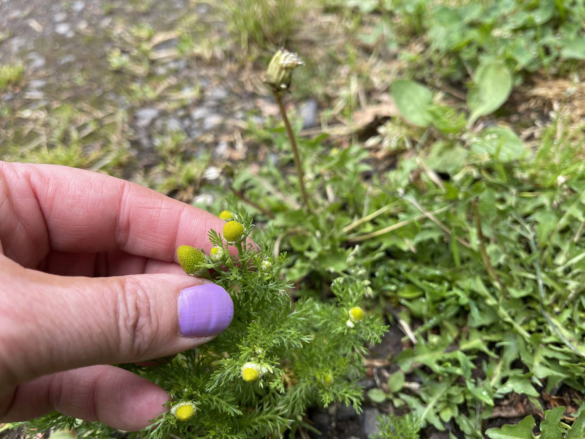 picking wild chamomile, M