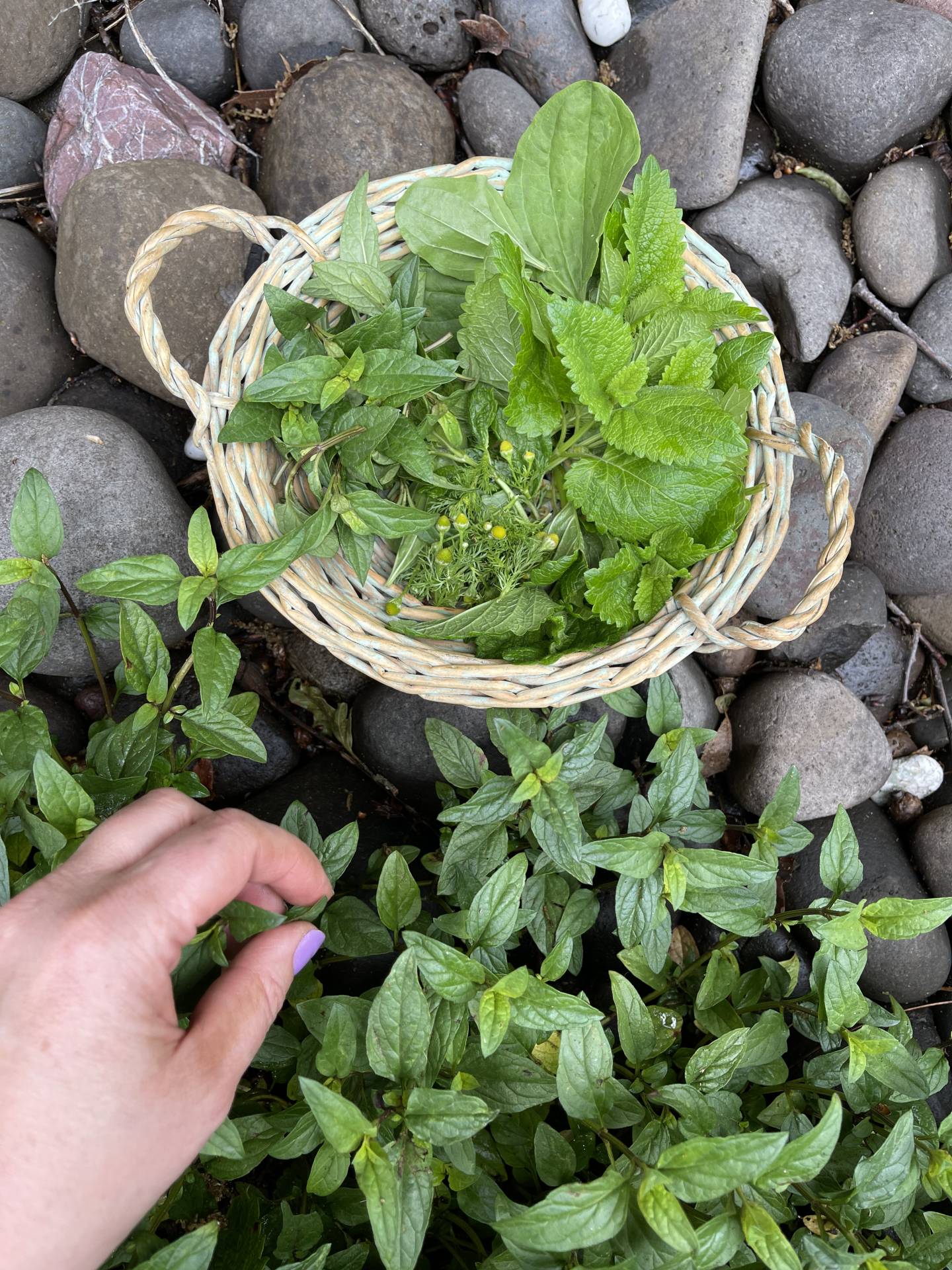 more fresh herbs for tea