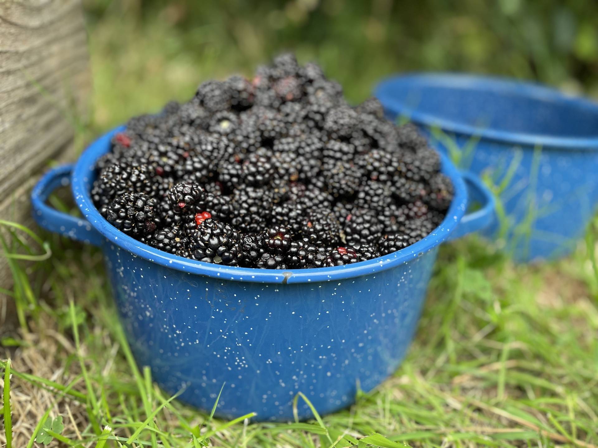 fresh picked blackberries