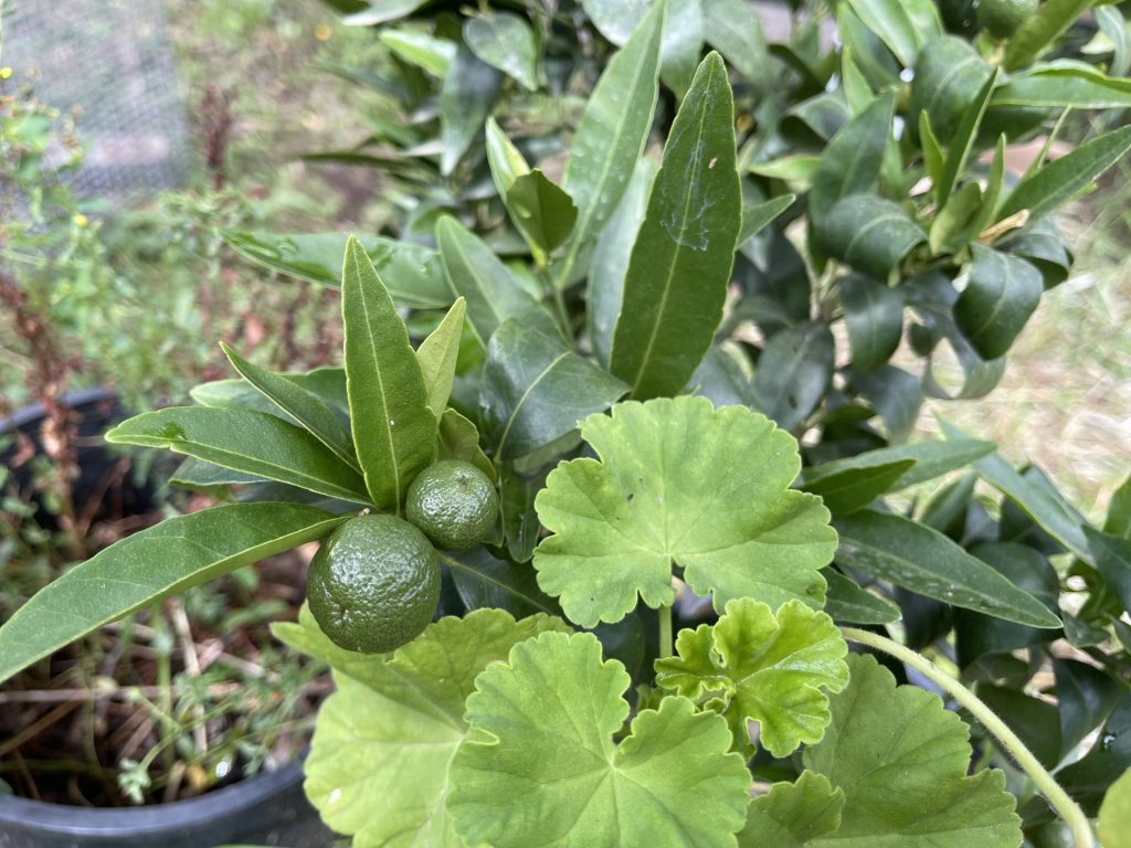 Clementine orange tree