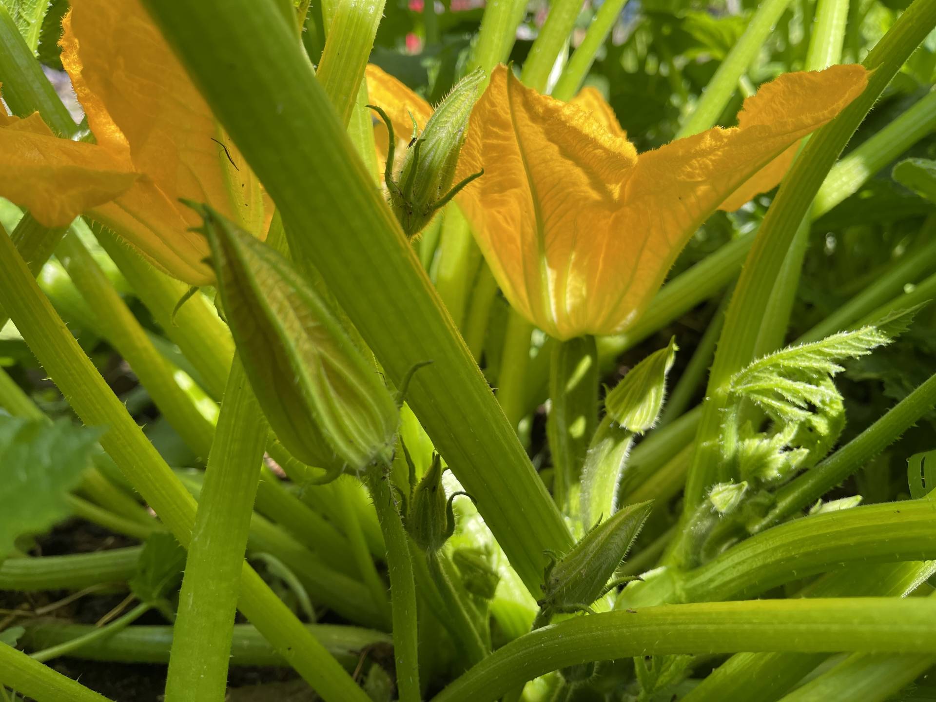choosing a blossom for hand pollination