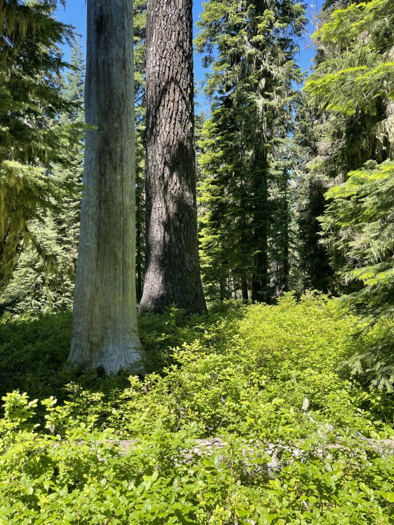 tall pines and huckleberry bushes