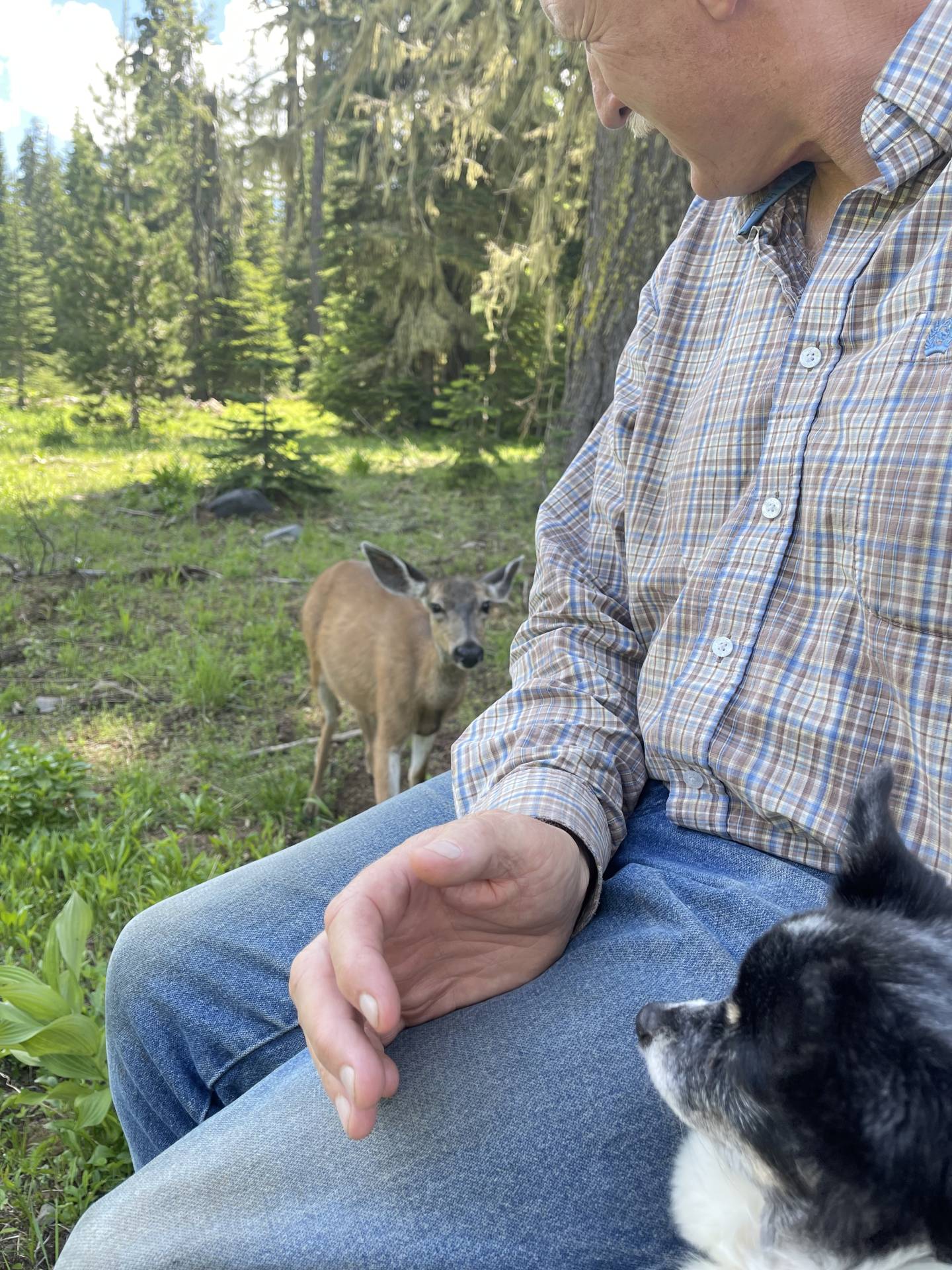 sharing watermelon with a doe
