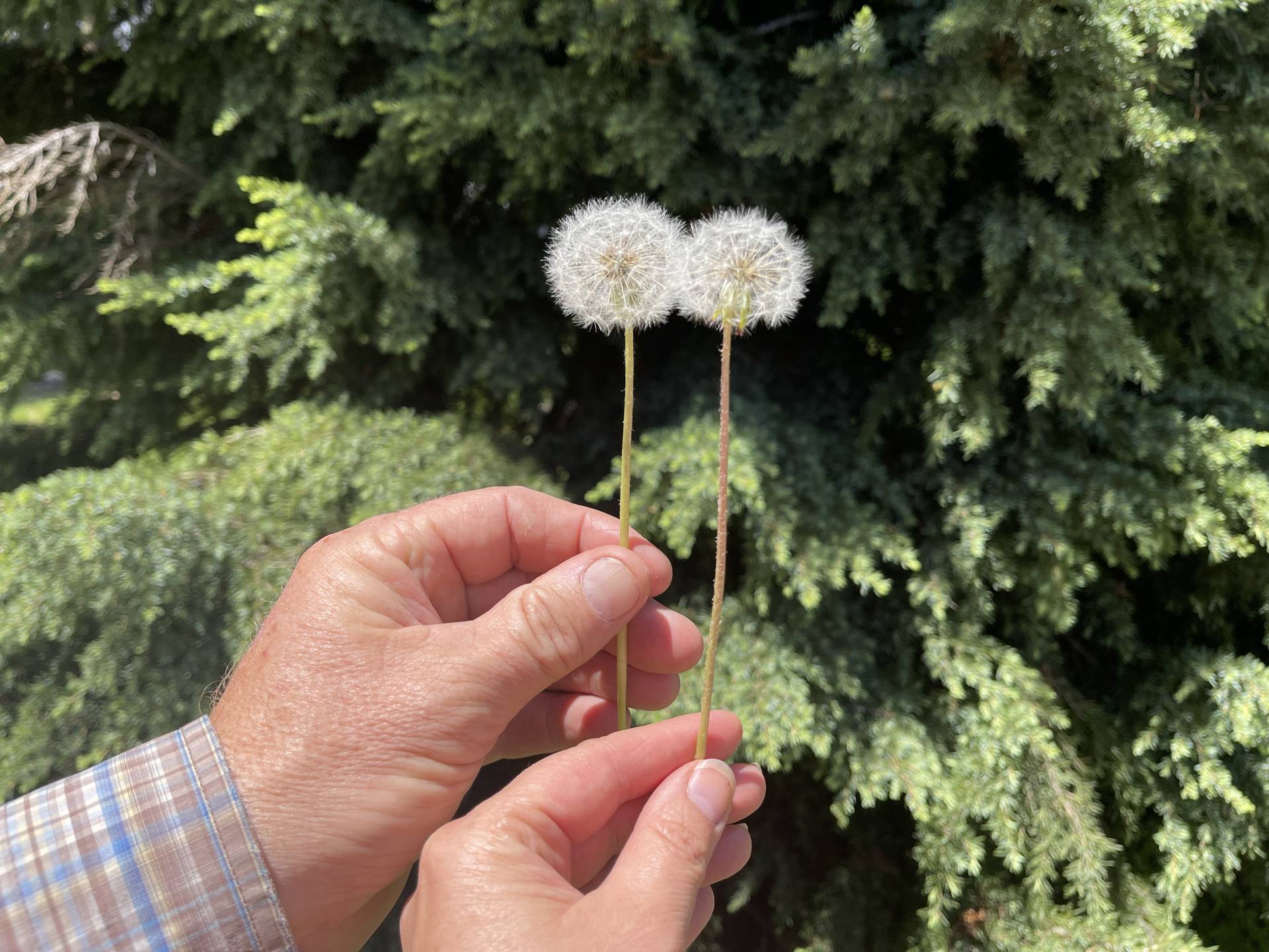 dandelion wishes