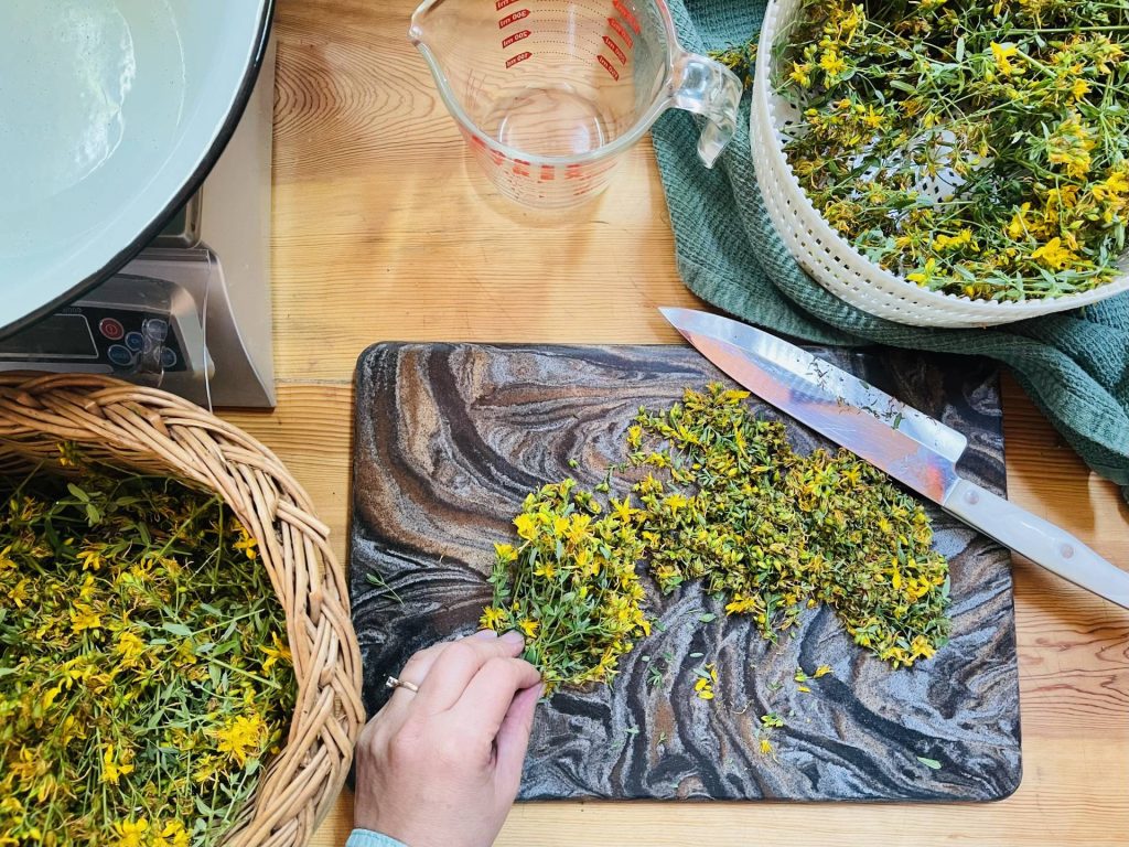 processing St. John's wort