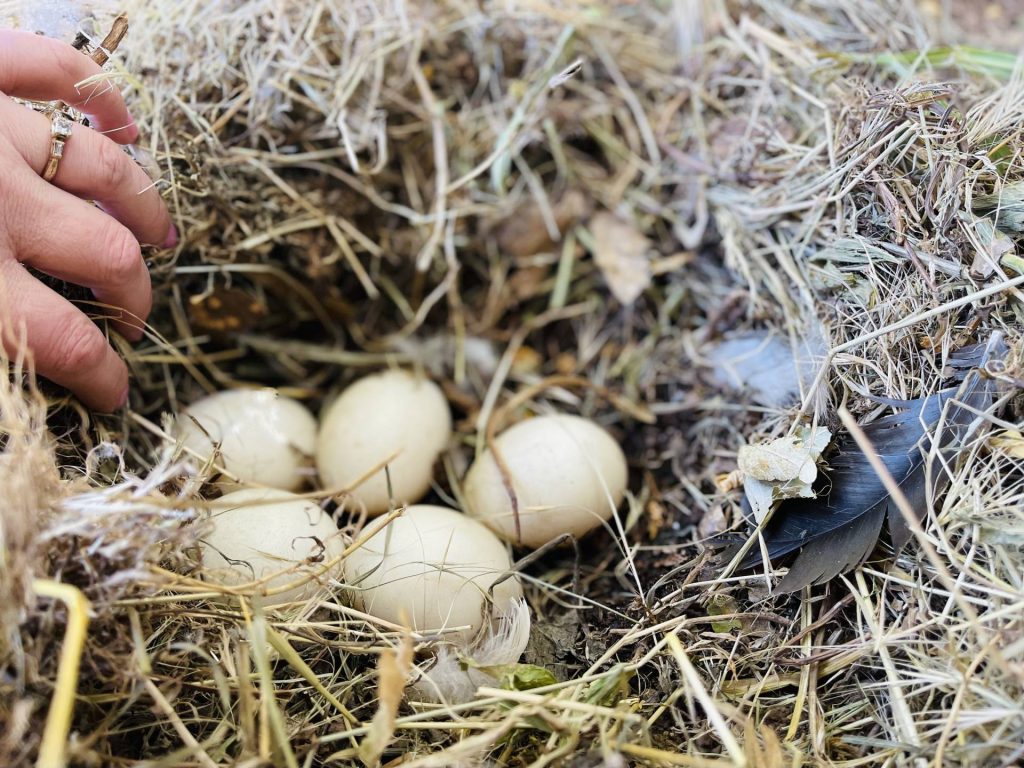 Sadie's nest muscovy eggs