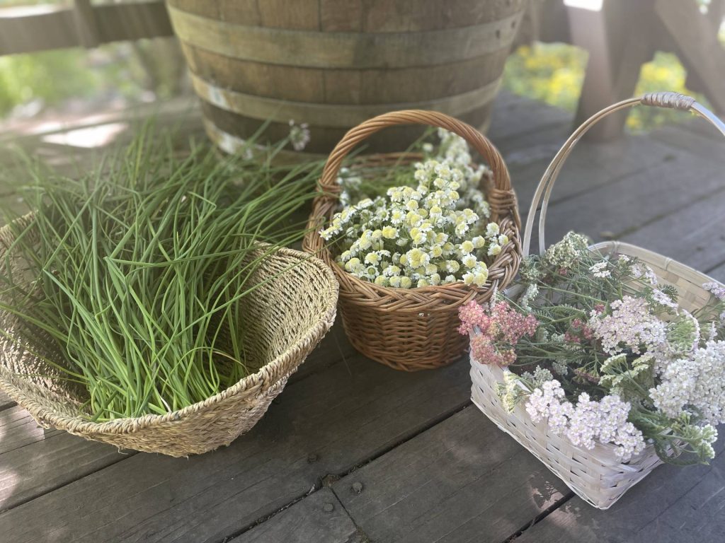 harvesting herbs