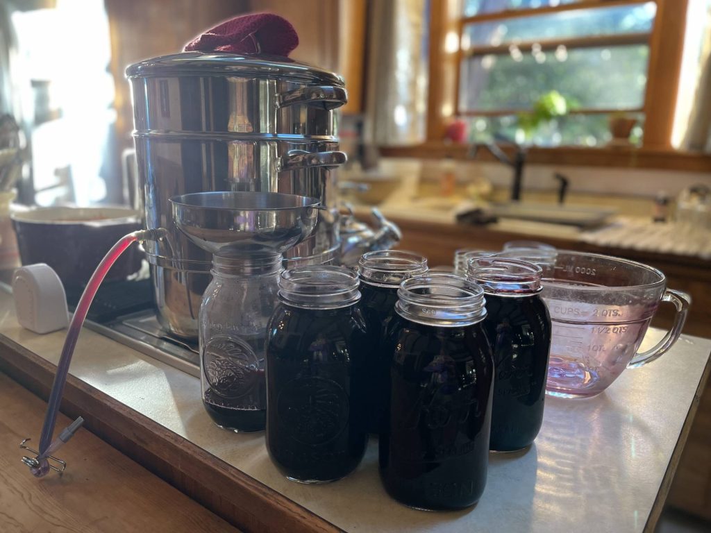 freshly extracted elderberry juice