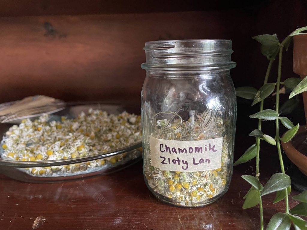 Zloty Lan chamomile, dried