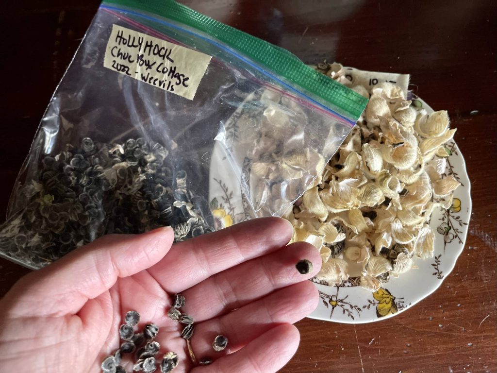 Chocolate Box Cottage Hollyhock seeds