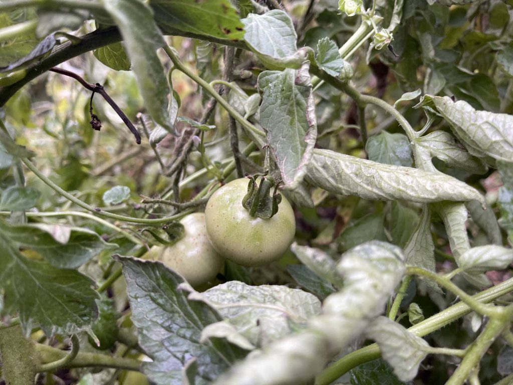 Dad's Suset tomatoes in November