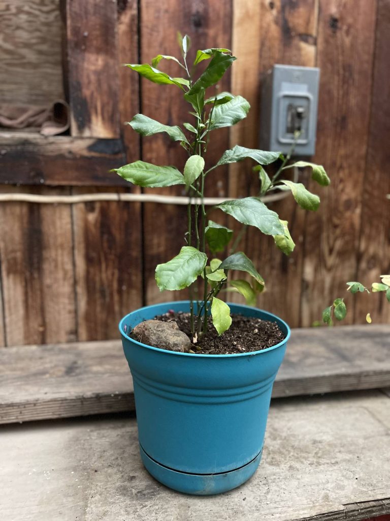 Meyer lemon seedling