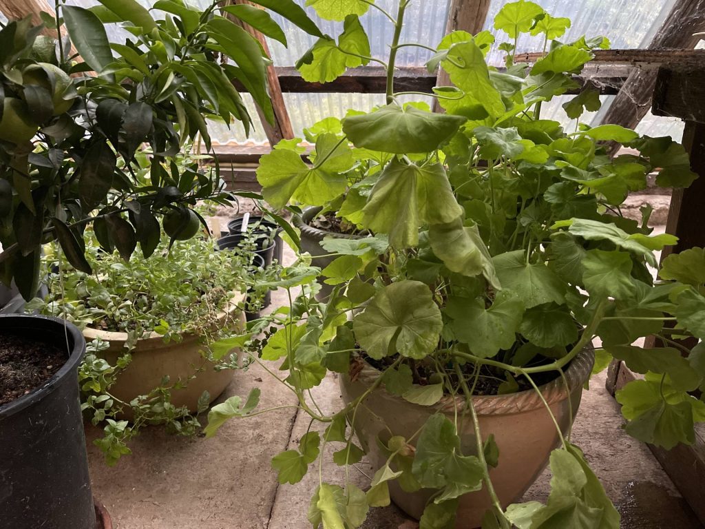 Josephine Norwegian geranium