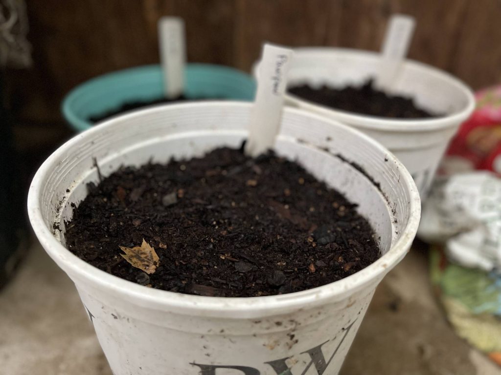 Pawpaw seeds sown in pots