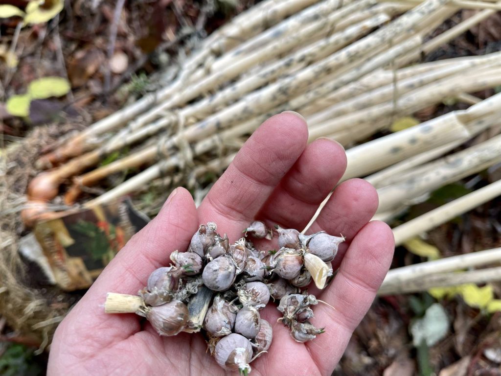 scavenged Walking Onion bulbils