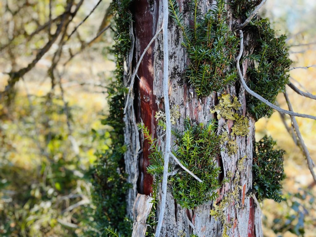 Yew close-up bark detail