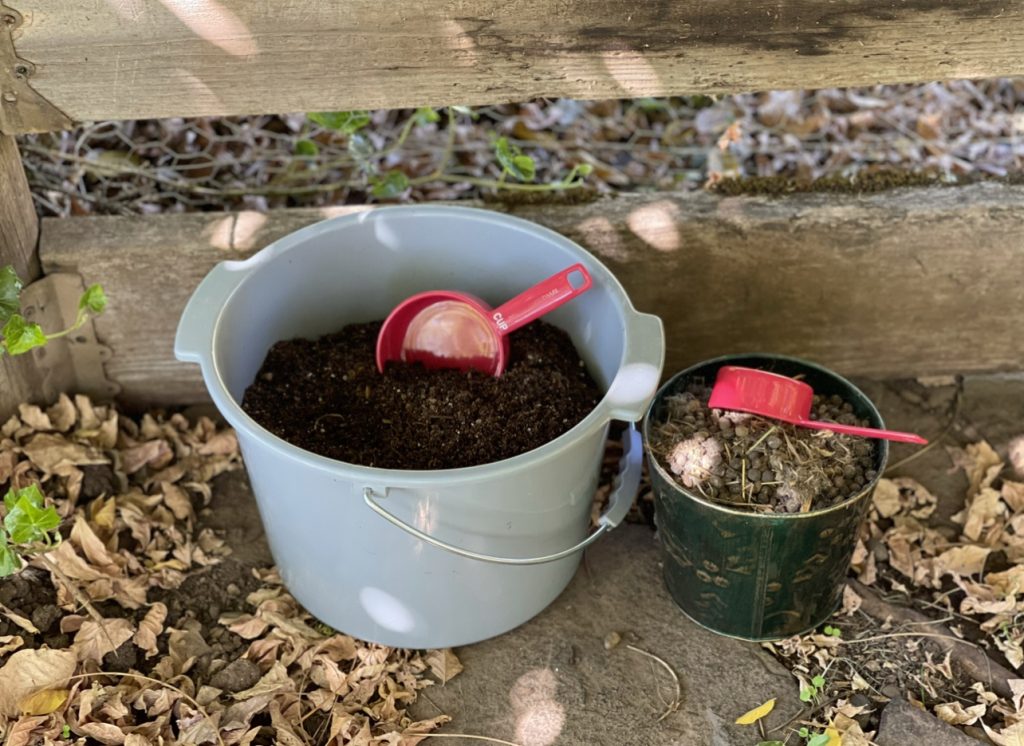 in search of red wigglers