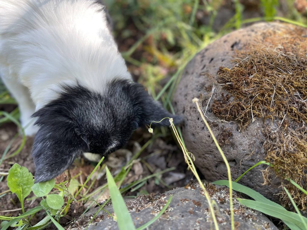 Squirrel's discovery