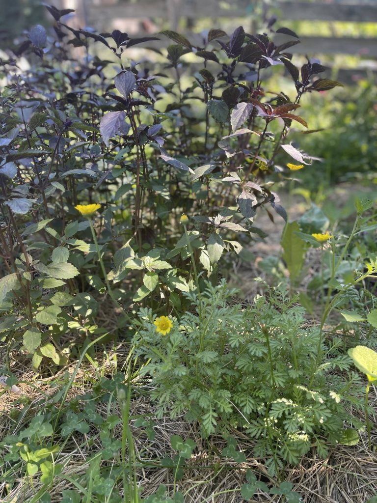 Kelway Golden chamomile and Persian basil