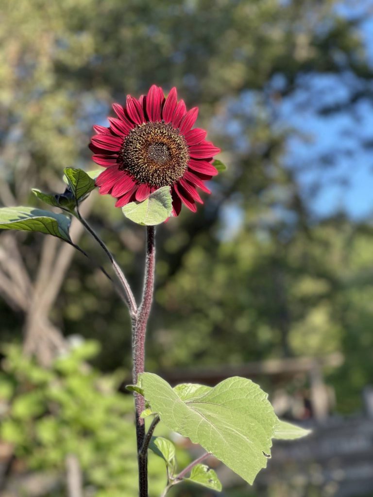 Chocolate Cherry sunflower
