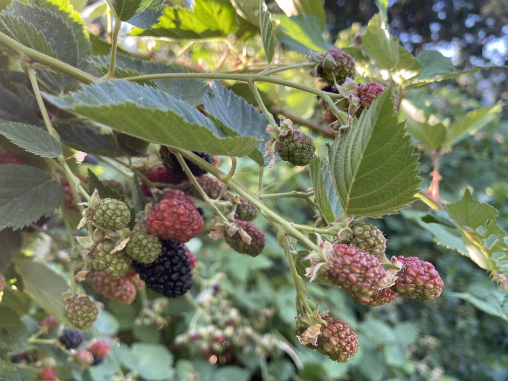 wild and tame blackberries intermingle