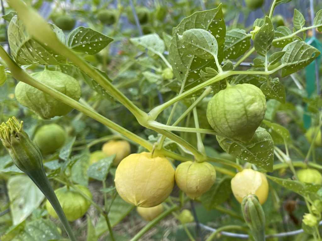 Amarylla tomatillos ripening