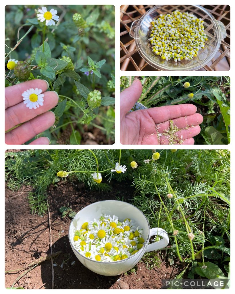 Zloty Lan chamomile harvest collage