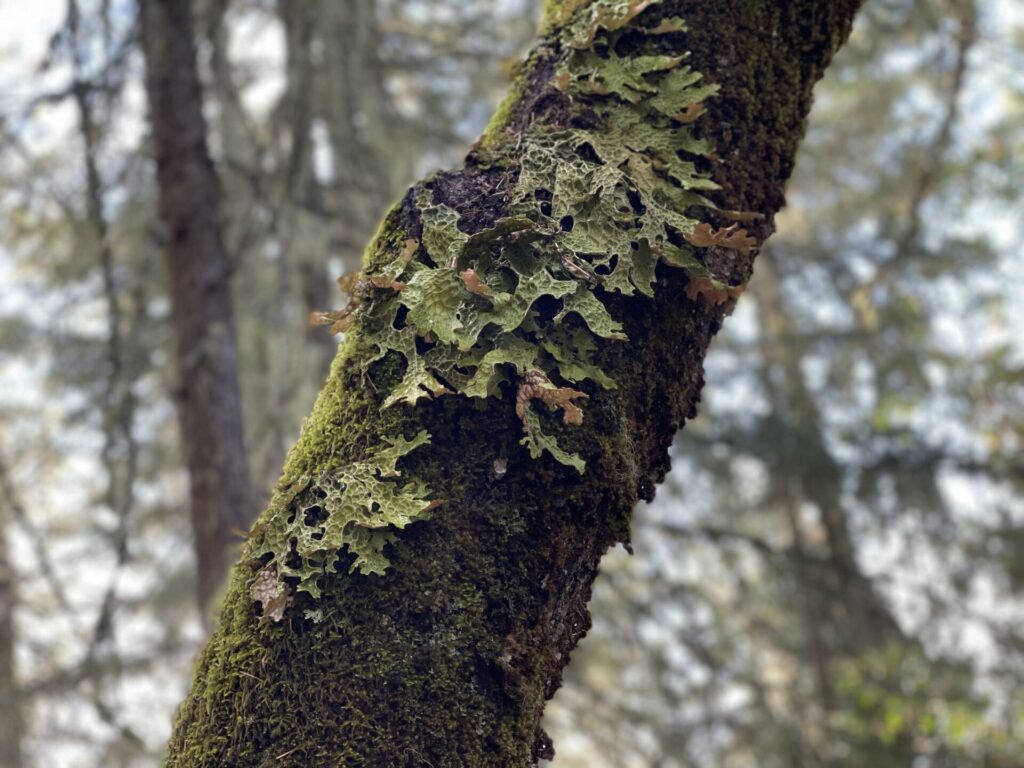 Lichen