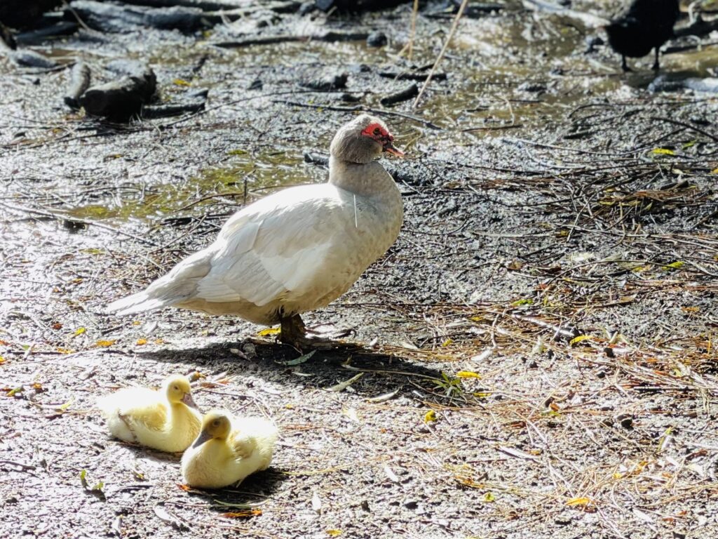 Silver muscovy ducklings with Sylvester