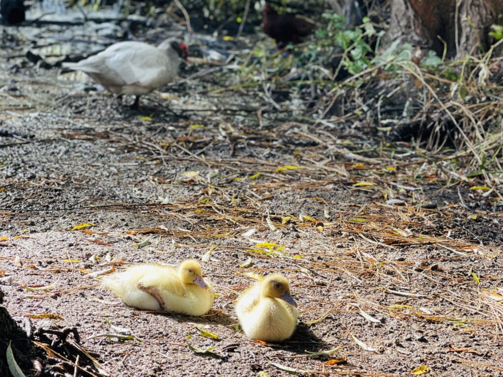 Silver Muscovy ducklings